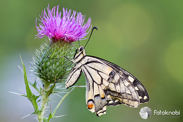 Schmetterling an Distel Schmetterling an Distel